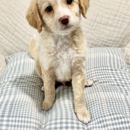 Henley - Labradoodle puppy from Adonai Ra'ah Farms
