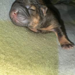 Chinese Shar-Pei Puppies from Peitato Chips