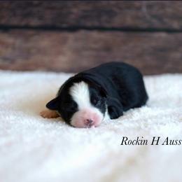 Btf 1 - Black tri female Toy Australian Shepherd puppy in Russellville, Arkansas from Rockin H Aussies