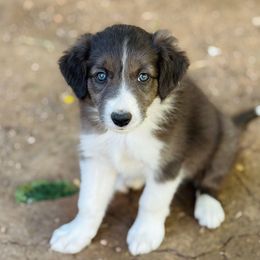 Sweetie Pie - Seal female Border Collie puppy in Mesa, Arizona from Ranch Girl Border Collies