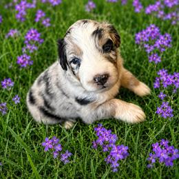 Misty - Blue merle female Australian Shepherd puppy in Marshall, Virginia from Aussie Tales Farm