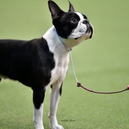 Boston Terriers from Tre Run Bostons