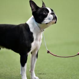 Boston Terriers from Tre Run Bostons