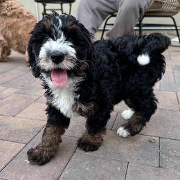 Cosmos - male Golden Mountain Doodle puppy in New River, Arizona from Sonoran Standard Doodles