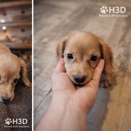 Cream pup - Cream male Dachshund puppy in Paige, Texas from 3D Mini Dachounds
