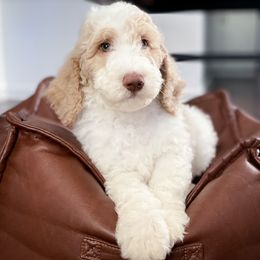 Poodle Puppies from Home of Doodles