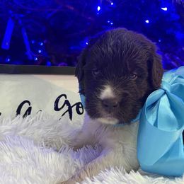 Newfoundland Puppies from Sugar Paws Newfoundlands