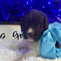 Newfoundland Puppies from Sugar Paws Newfoundlands