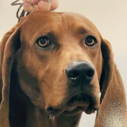 Louie - Redbone Coonhound