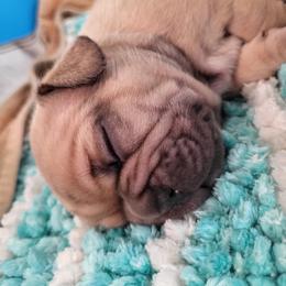 French Bulldog Puppies from Who's Your Bulldog? Kennel