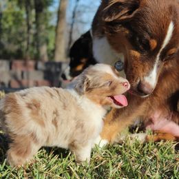 Australian Shepherd Puppies from AW Standard Aussies