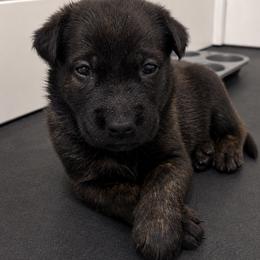 Dark Female - Confident, Solid and Drivy - Brindle female Belgian Malinois puppy in Dallas, Texas from Kaizen von Ruach Malinois