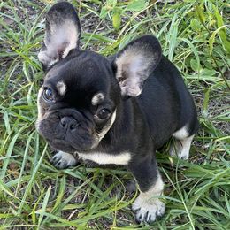 French Bulldogs from Fabulous Florida Frenchies