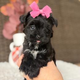 Tillie - Black female Yorkipoo puppy in Hardin, Texas from Oodlesoflildoodles