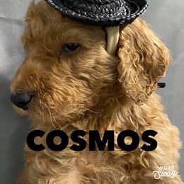 Goldendoodle Puppies from Bear Ridge Doodles