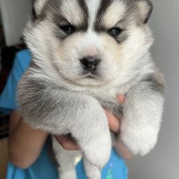 Pomsky Puppies from SRF Pomskies