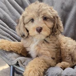 Te Fiti - Brown merle female Aussiedoodle puppy in Cleveland, Georgia from Jam's Doodles And Poodles