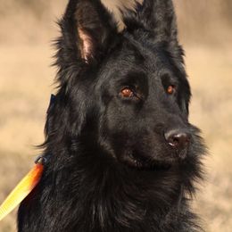 Kevlar - German Shepherd