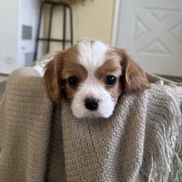 Cavalier King Charles Spaniel and Cavapoo Puppies from PJE Cavs and Poos