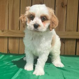Charlie - Red and white male Cockapoo puppy in Holton, Indiana from MoonShine Babies