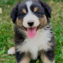 Rider - Black tri-color female Australian Shepherd puppy in Vernal, Utah from Dancing M Australian Shepherds