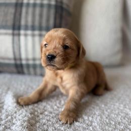 Female 3, Yellow - Golden female Golden Retriever puppy in Utah from Deseret Peak Goldens