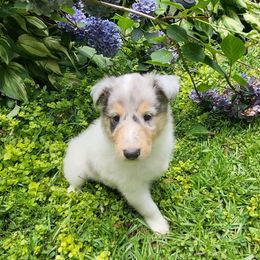 Gwen - Blue merle and white female Collie puppy in Buchanan, Georgia from Lacey's Lassies