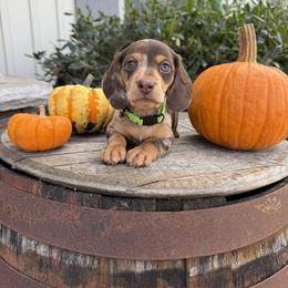 Dachshund Puppies from Thomas Homestead and Rabbitry