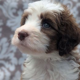 Tan collar aka Sand - Tri-color male Bernedoodle puppy in Connecticut from Valley View Doodles