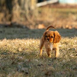 Cavalier King Charles Spaniel Puppies from Kelley Cavaliers
