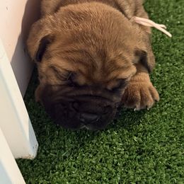 Girl 7 - Red female Bullmastiff puppy in Otisfield, Maine from Boulder Ridge Kennels