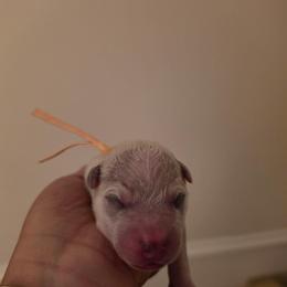 Brown Collar - Red speckled male Australian Cattle Dog puppy in Riverton, Utah from Rundown Ranch Cattle Dogs
