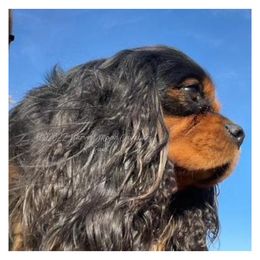 Cavalier King Charles Spaniels from Harvest Moon Cavaliers