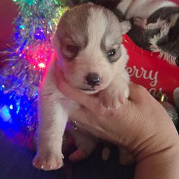 Female 1 - Gray and white female Siberian Husky puppy in Bingham, Illinois from Siberian Instincts Kennel