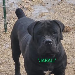 AdoraBoerboels Jabali - Black Boerboel puppy in Machesney Park, Illinois from Adoraboerboels