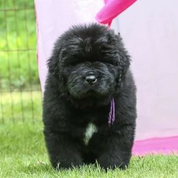 Newfoundland Puppies from Kodiak Acres
