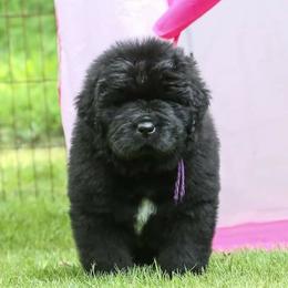 Newfoundland Puppies from Kodiak Acres
