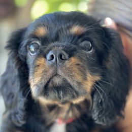 Cavalier King Charles Spaniels from Aim High Kings Charles Cavaliers