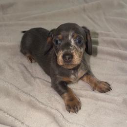 Cash - Gray (blue) male Dachshund puppy in El Mirage, Arizona from Topstar Doxies