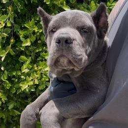 Top Pick Girl - Gray female Cane Corso puppy in California from Donato Kennels