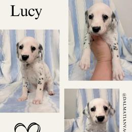 Lucy - White and black female Dalmatian puppy in Chehalis, Washington from Dalmatian Vacation