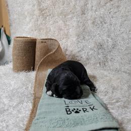 Max - Black and white male Cocker Spaniel puppy in Byram, Mississippi from Chloe's Cocker Spaniels