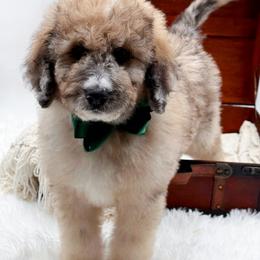 Murphy - Merle male Bernedoodle puppy in North Carolina from NC Doodle Puppies