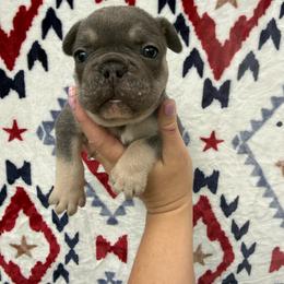 Phineas - Blue male French Bulldog puppy in Ludowici, Georgia from Royal Destiny Kennels