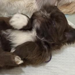 Teddy - Liver male Shih Tzu puppy in Berkeley Springs, West Virginia from Sandridge Shih Tzus