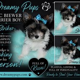 AKC Striker 2550 - Black tan and white male Biewer Terrier puppy in Kennesaw, Georgia from Dreamy Pups