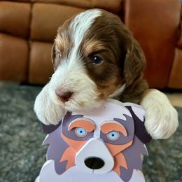 Girl 3 - Aussiedoodle puppy in Scottsdale, Arizona from B & T's Aussies & Aussie Doodle's