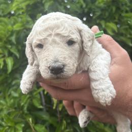 Puffball - Cream male Poodle puppy in Arroyo Grande, California from Ever So Clever Poodles