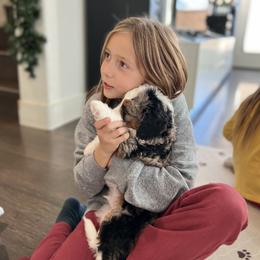 Aussiedoodle, Bernedoodle, Goldendoodle, and Poodle Puppies from Teddy Doodles & Standard Poodles