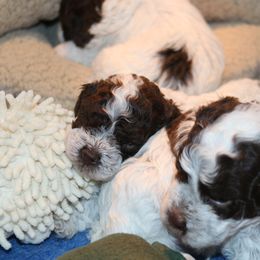 Lagotto Romagnolo Puppies from Royal and Loyal Lagotto Romagnolo